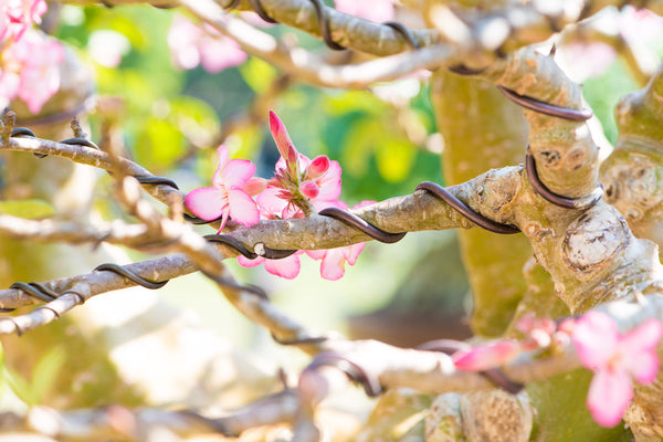 Pruning your Deciduous Bonsai