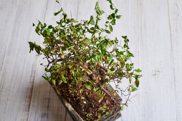 Squishy Trunk on your Bonsai_What to do.