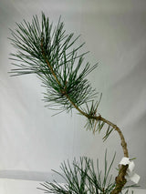 Japanese Black Pine Specimen 3