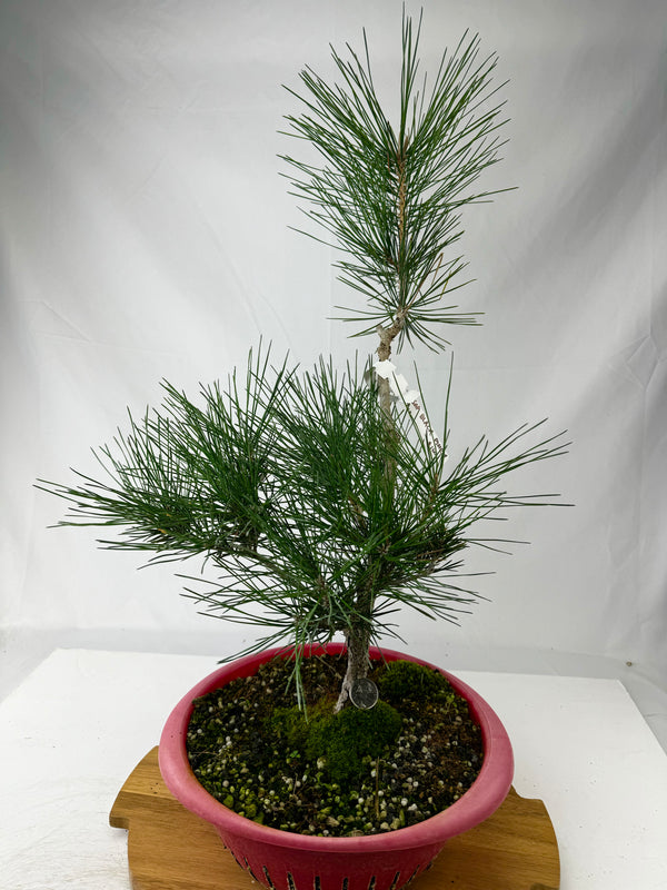 Japanese Black Pine Specimen 2