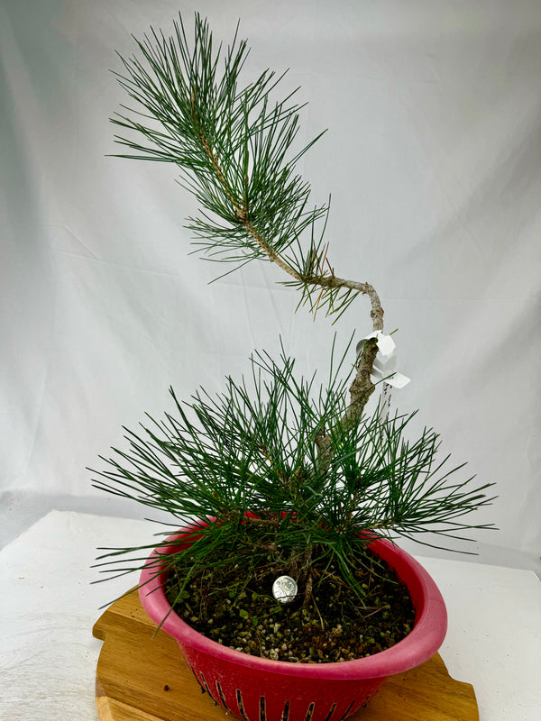 Japanese Black Pine Specimen 3