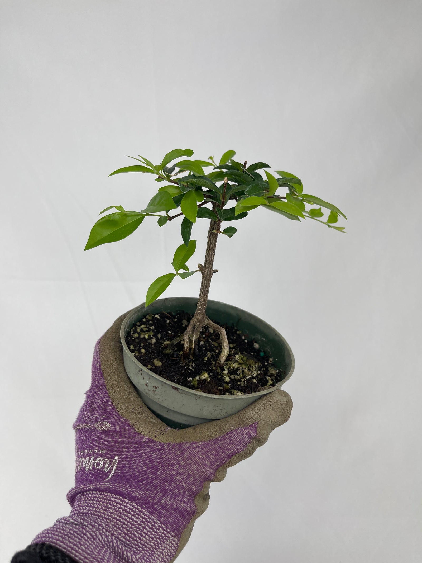 Barbados Cherry | BonsaiStore.co