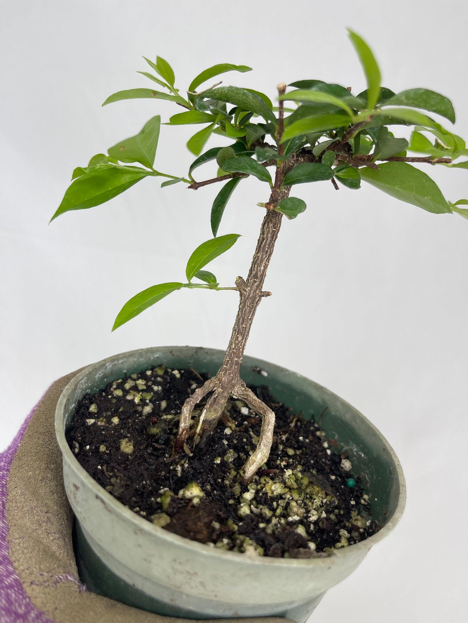 Barbados Cherry | BonsaiStore.co
