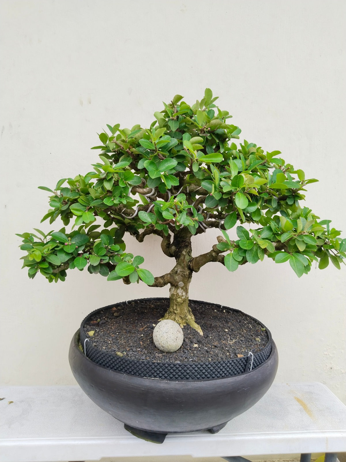 が大特価！ Barbados BonsaiStore.co | Cherry 盆栽
