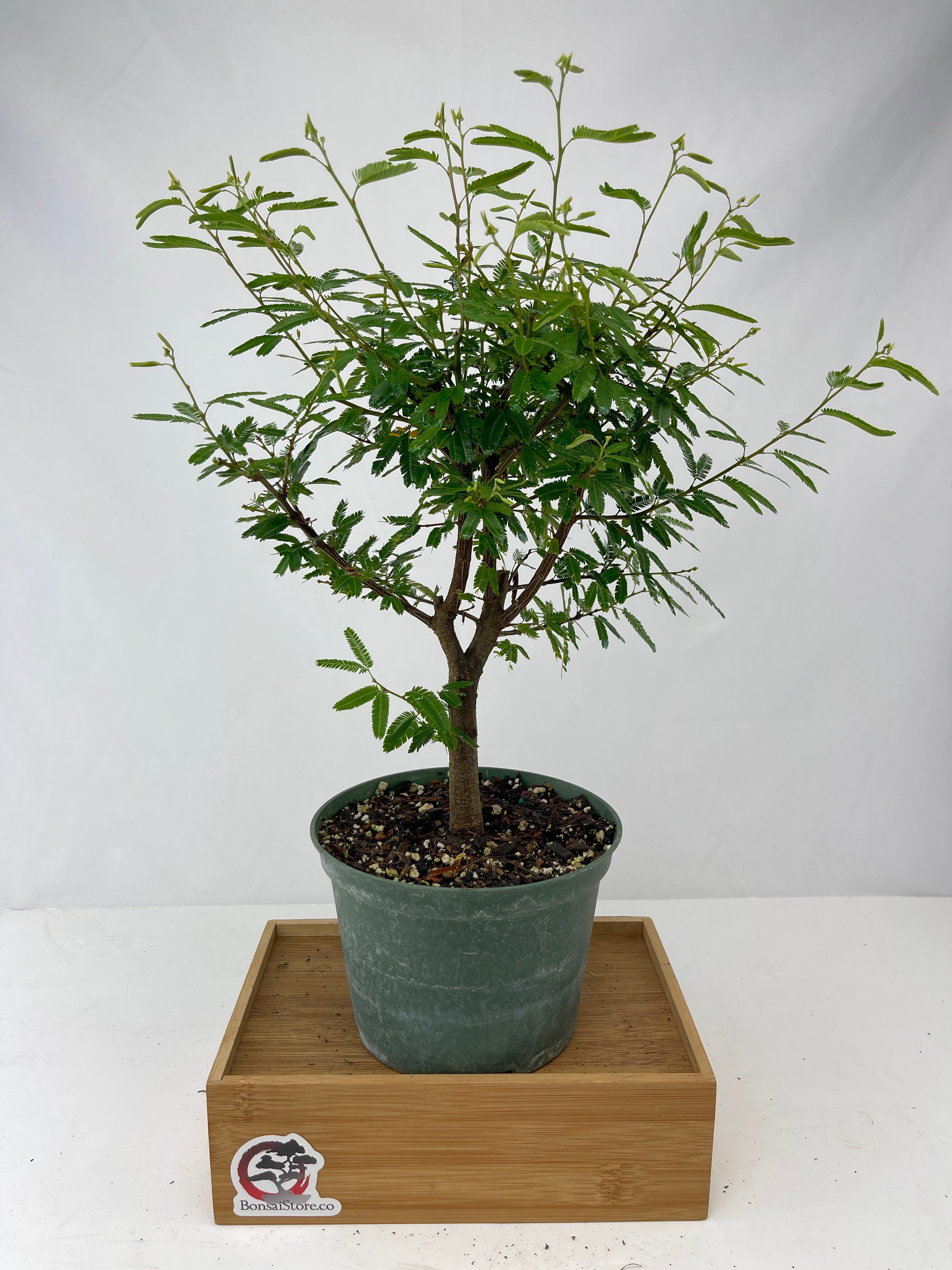 Powder Puff Bonsai BonsaiStore.co