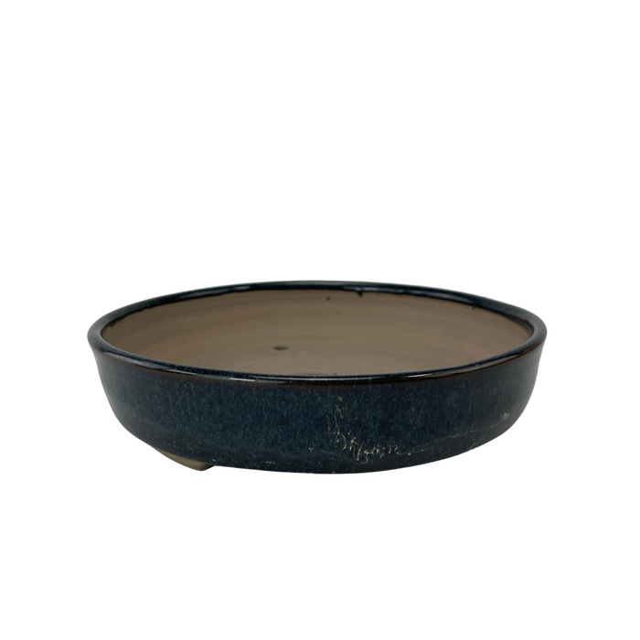 bonsai Sophie Wang - Blue Round 1