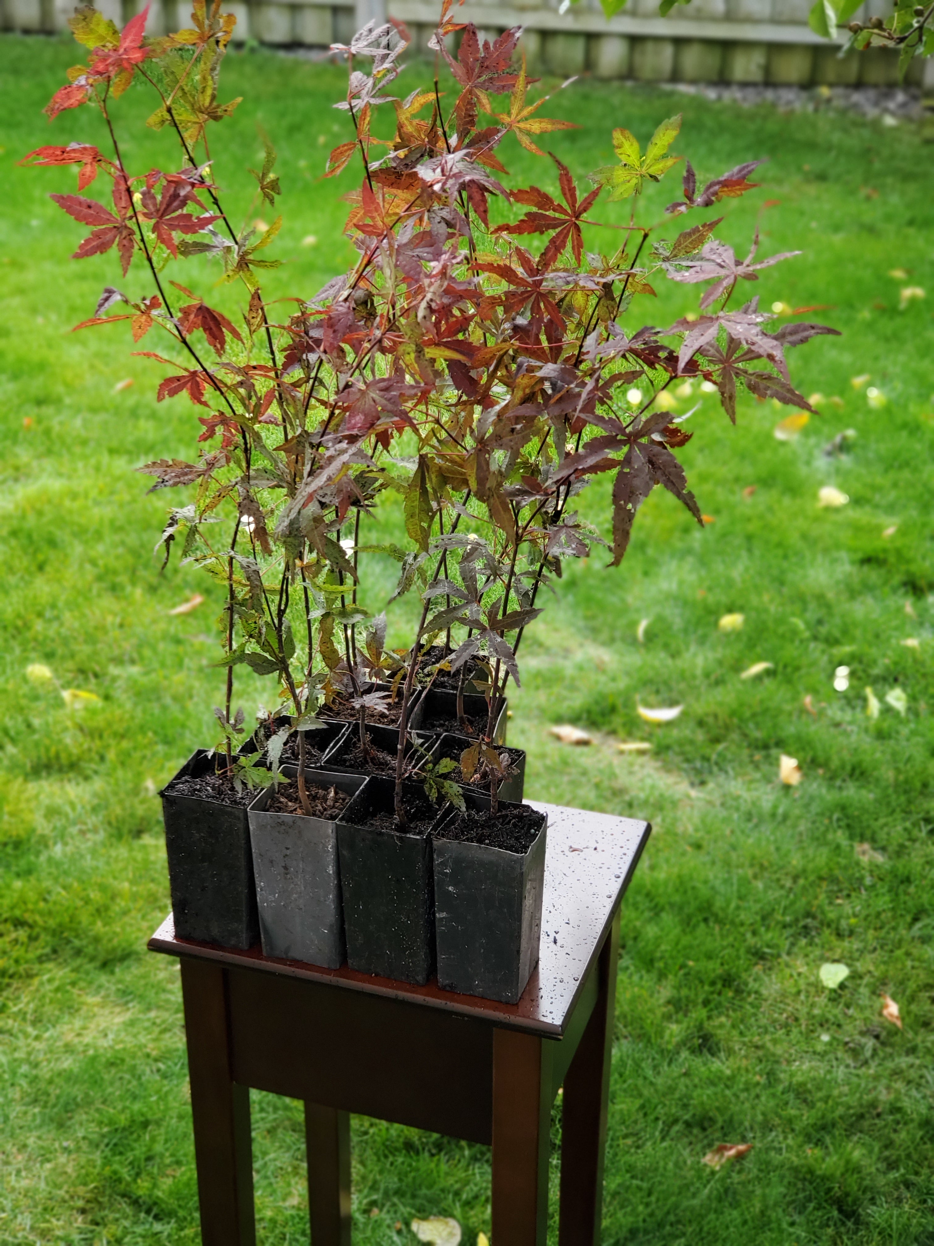 Japanese Maple (Acer Palmatum + var)