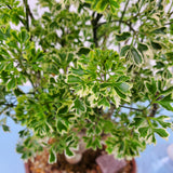 Aralia Snowflake