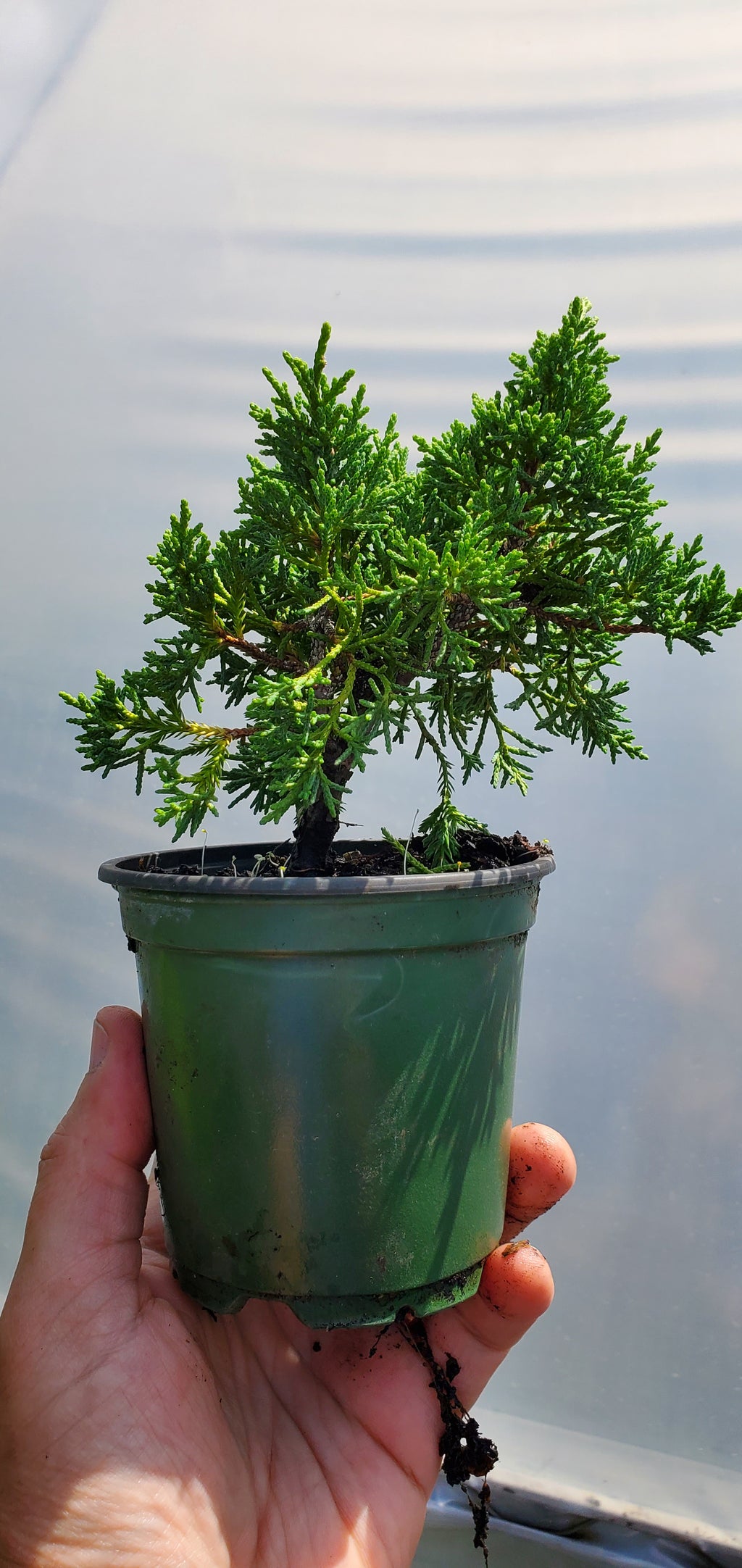Juniper Bonsai Tree Juniper Bonsai Trees For Sale Buy Juniper