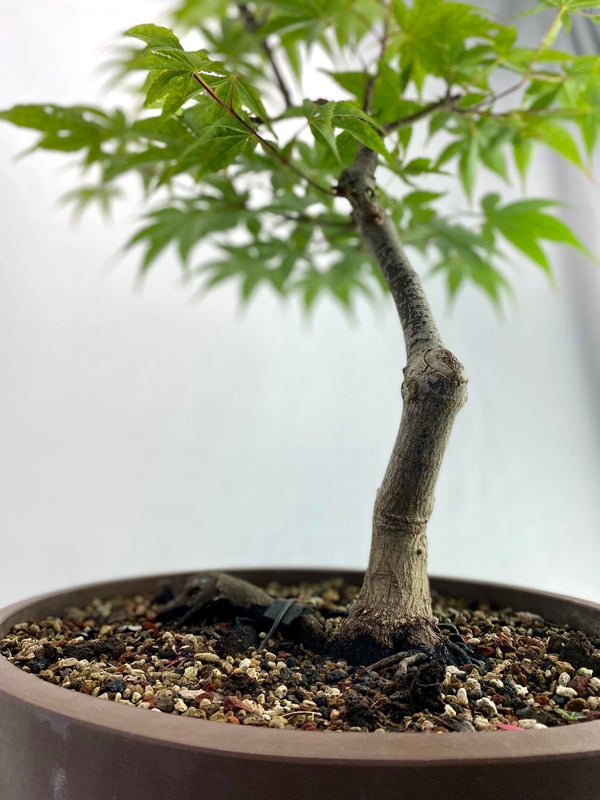 Japanese Maple Classic Specimen