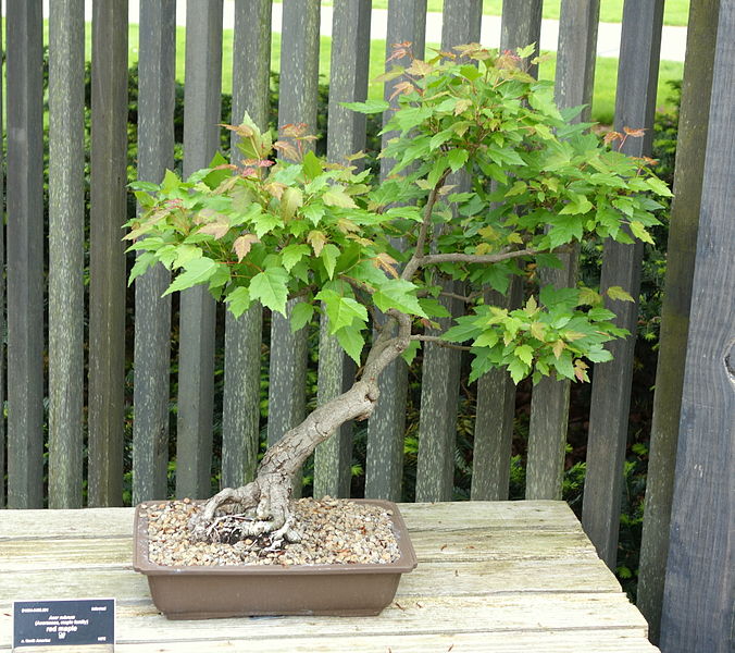 canadian maple bonsai tree
