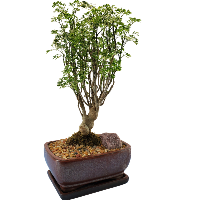 bonsai Aralia Snowflake