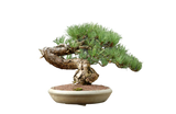Austrian Pine