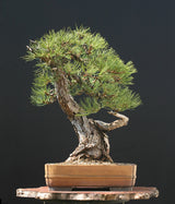 Austrian Pine