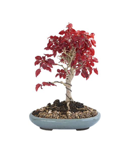 Bonsai Wire