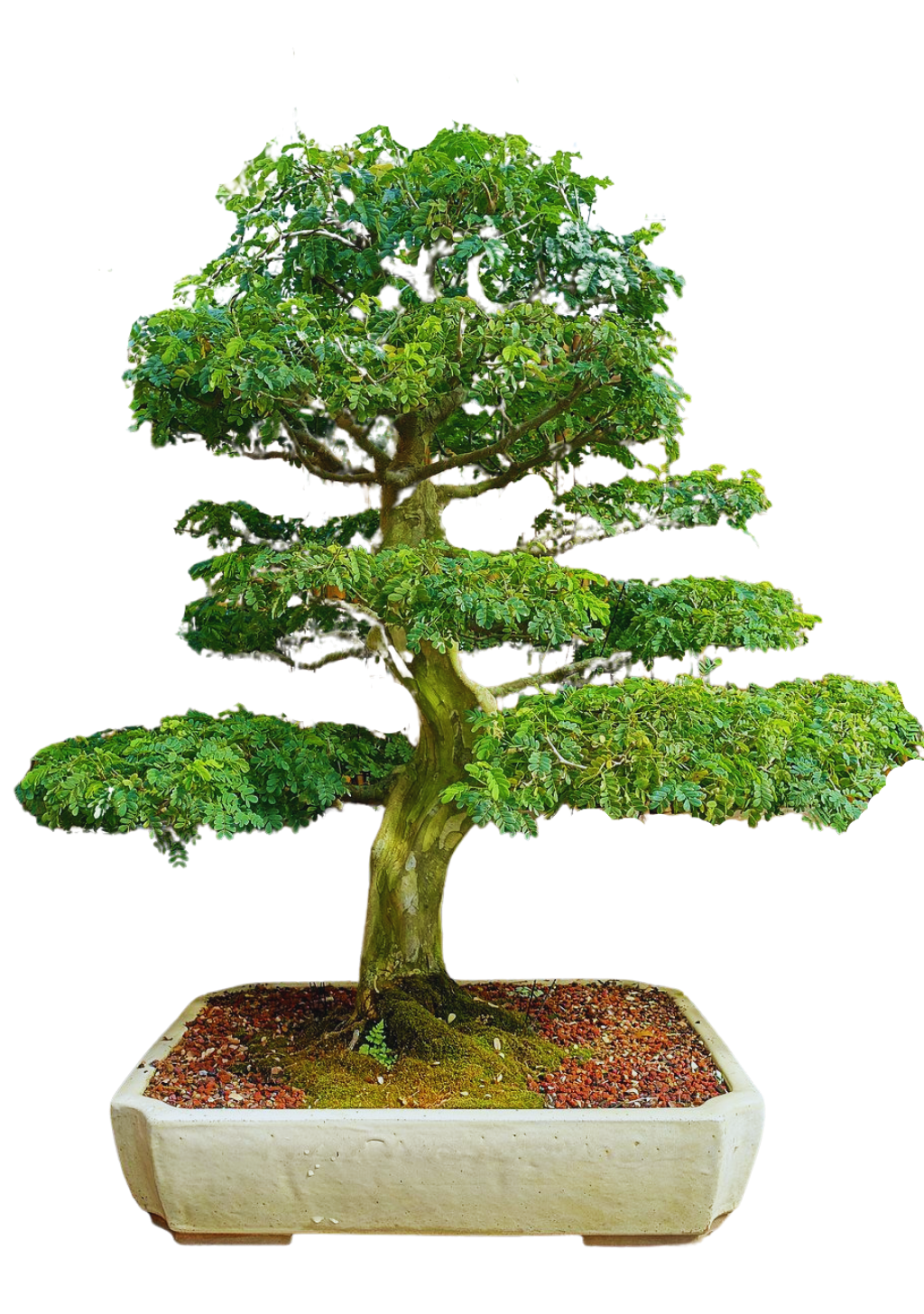 盆栽 brazil Flowering Brazilian Raintree Bonsai Tree (pithecellobium tortum)