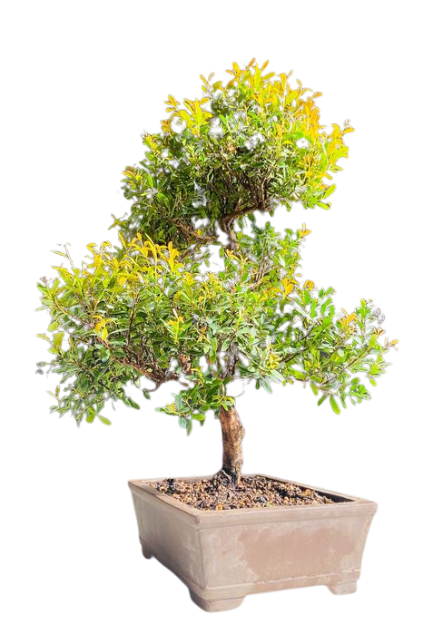 bonsai Brush Cherry