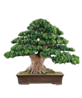 Buddhist Pine