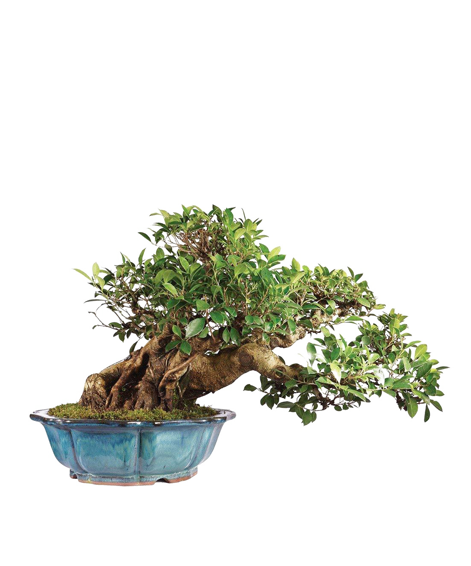 Ficus