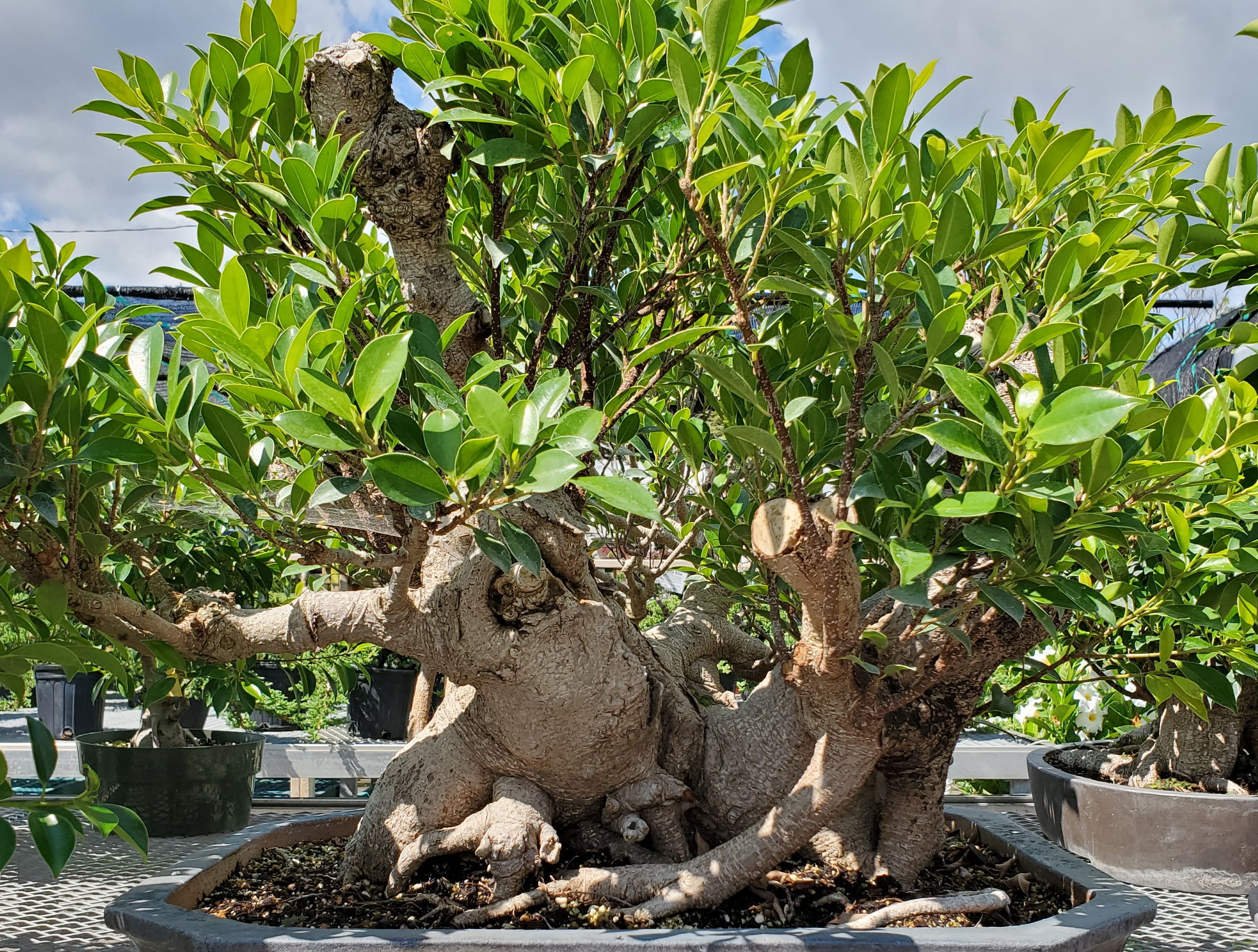 Ficus