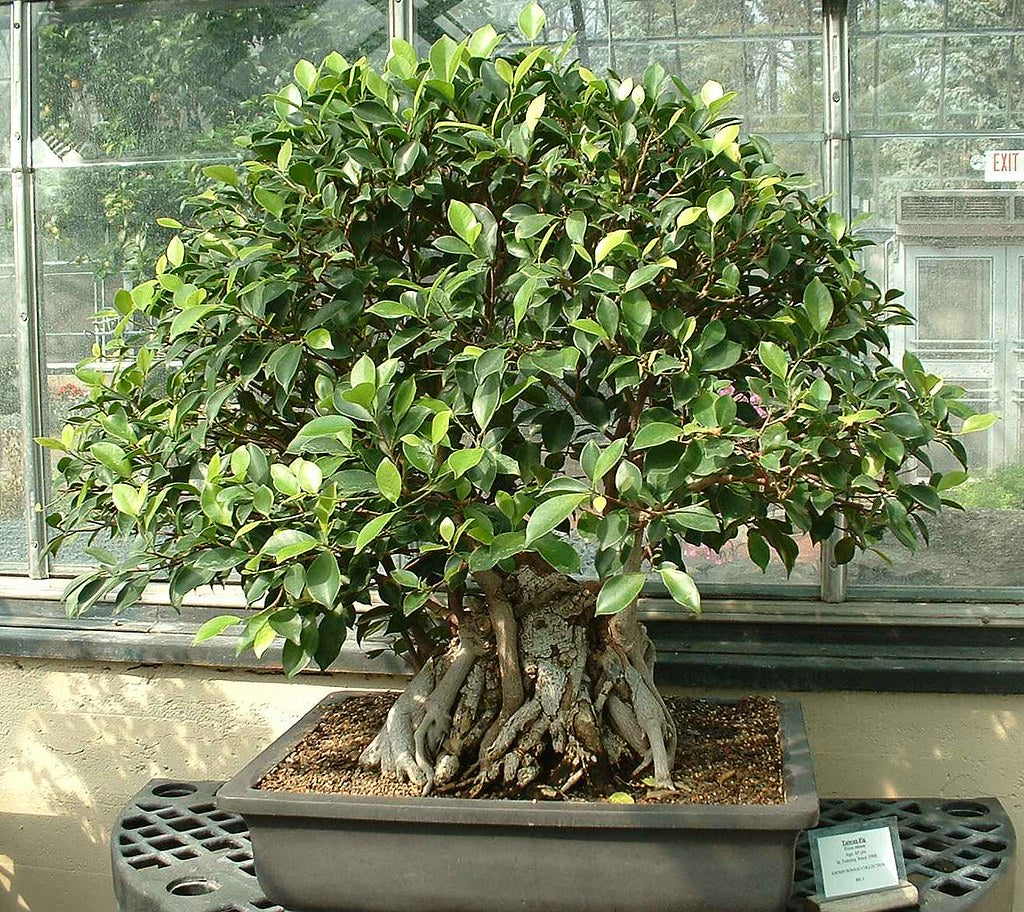 Ficus