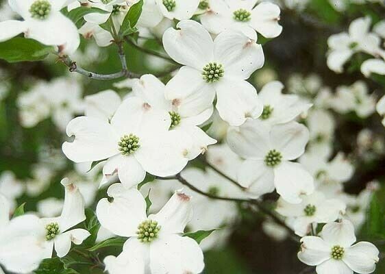 Dogwood