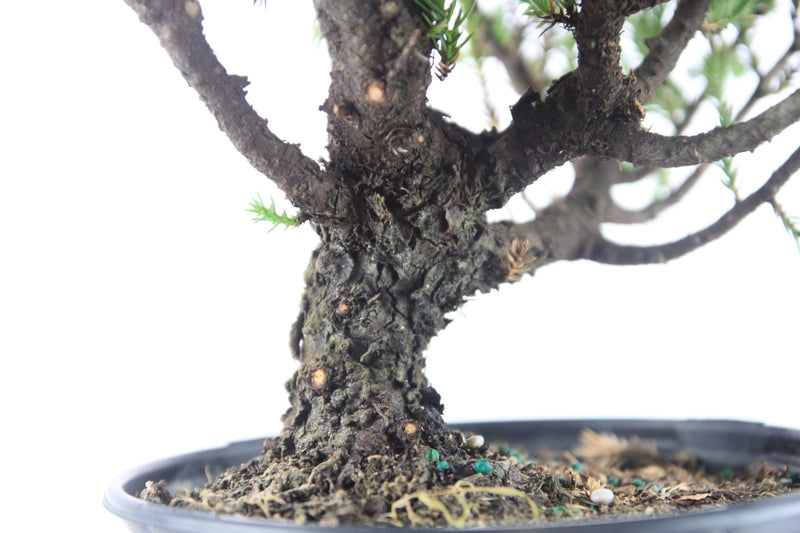 Juniper Bonsai Tree Fertilized Zen Garden Live Plant Best Gift