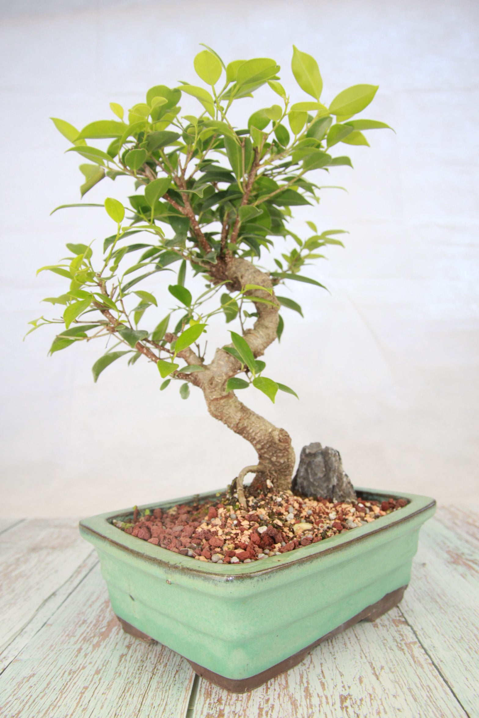 Ficus