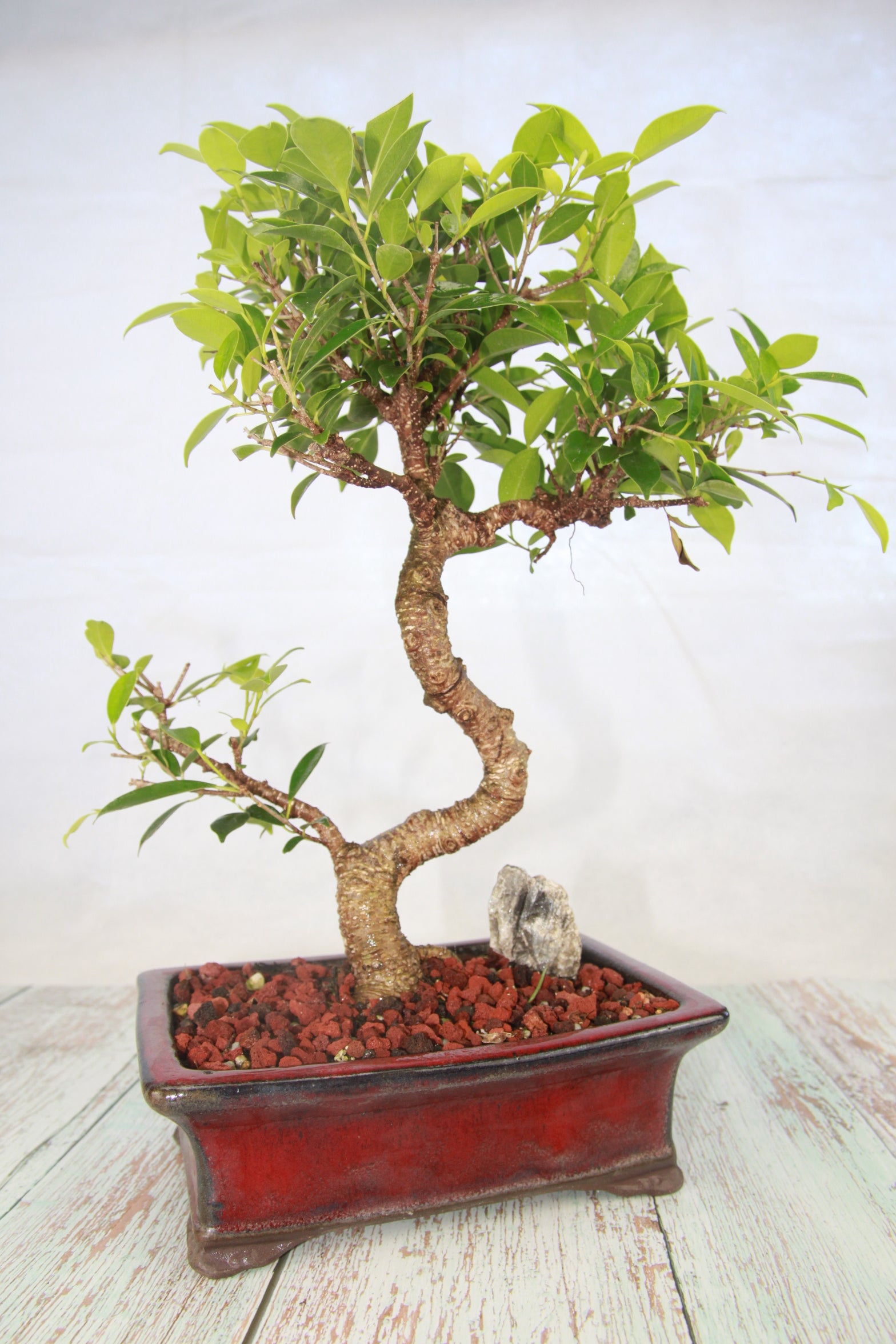 Ficus