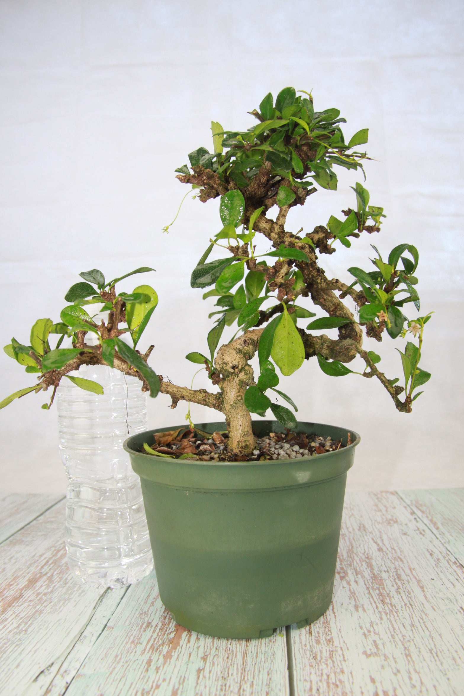 Fukien Tea Bonsai | BonsaiStore.co