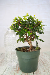 Fukien Tea