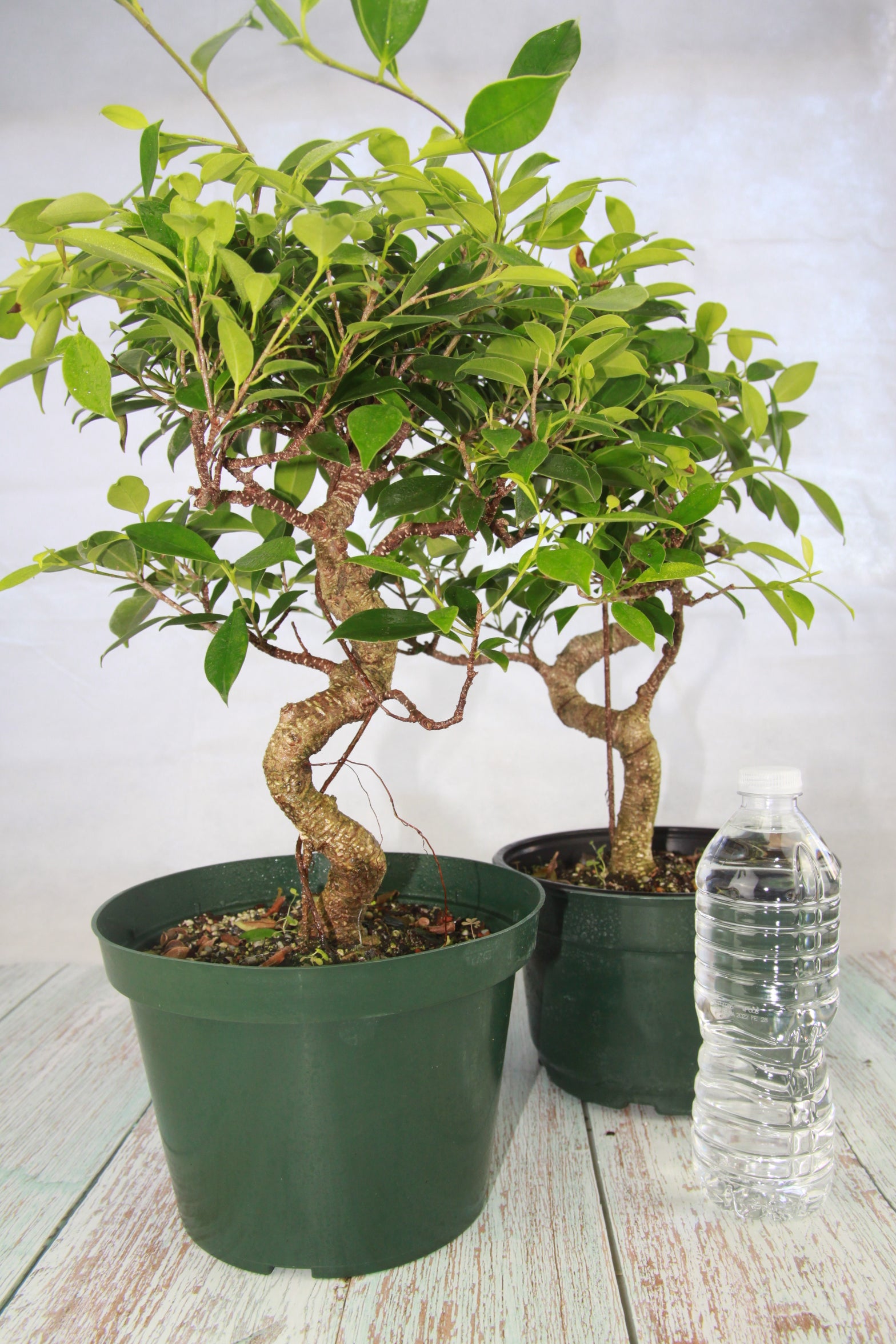 Ficus