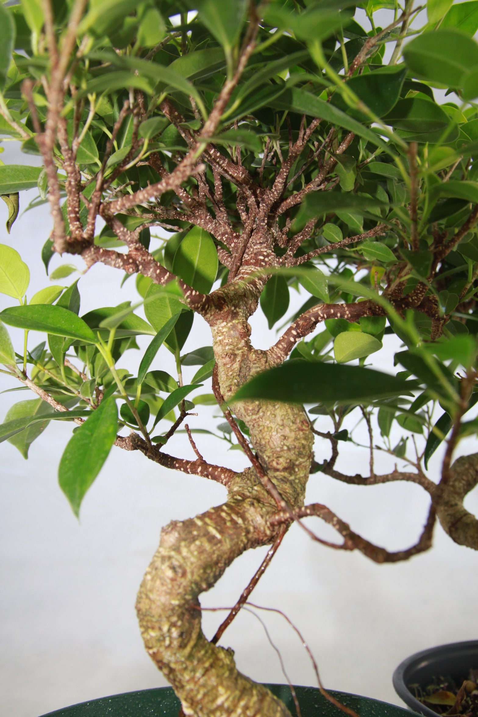 Ficus