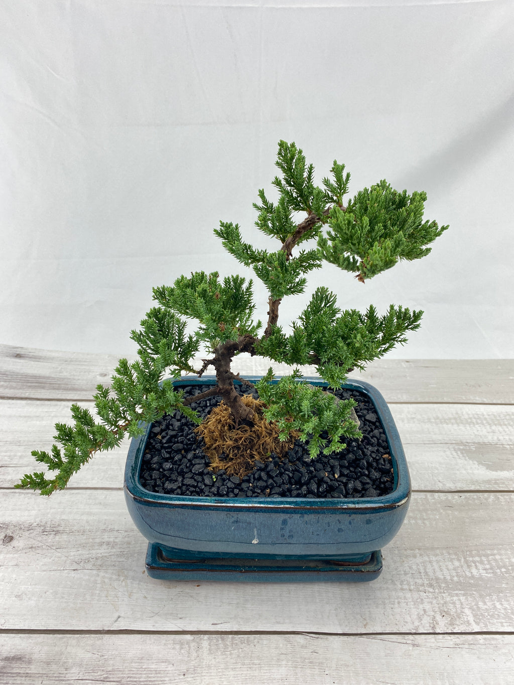 Juniper Bonsai Tree Juniper Bonsai Trees For Sale Buy Juniper