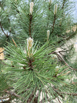 Austrian Pine Specimen