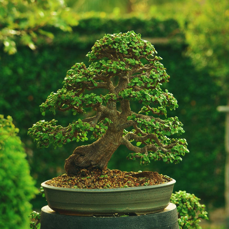 Jade Bonsai, Bonsai Tree Canada