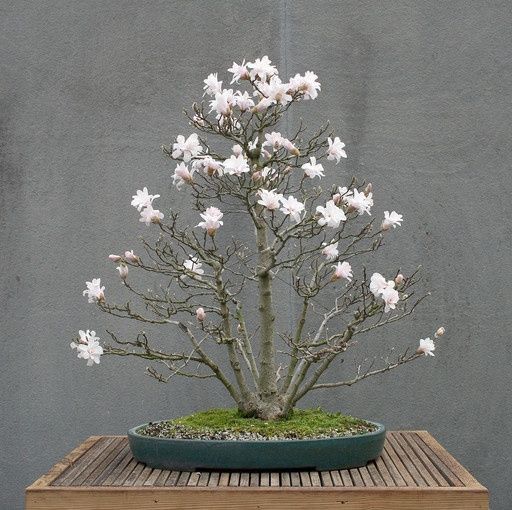 Japanese Magnolia