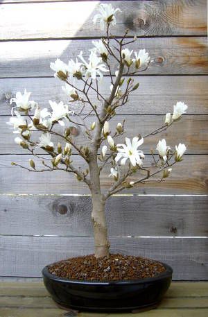 Japanese Magnolia