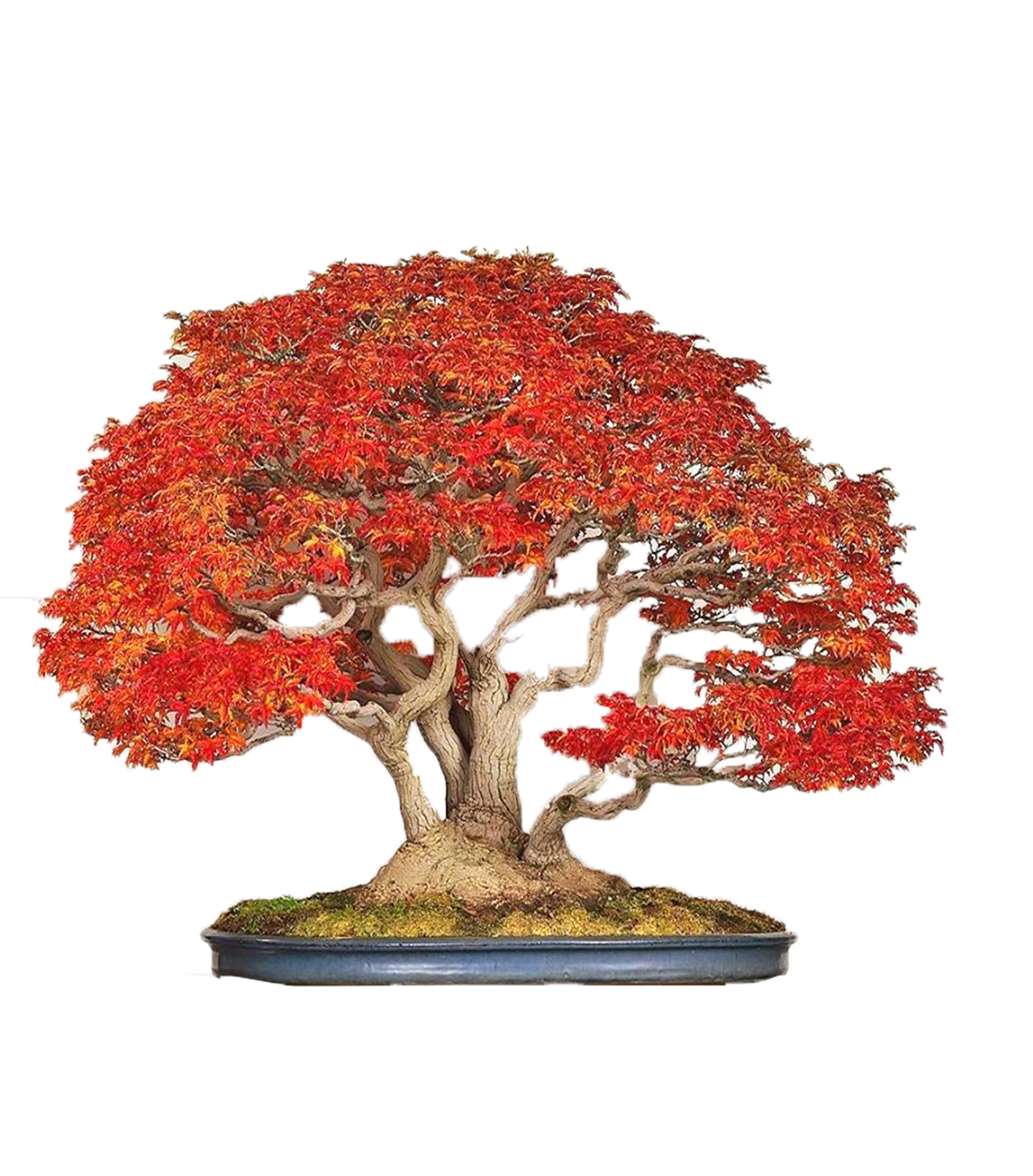 Japanese Maple (Acer Palmatum + var)