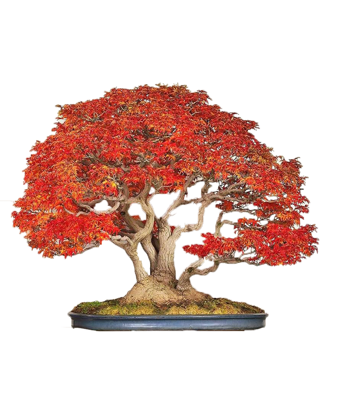 ﻿bonsai Japanese Maple (Acer Palmatum + var)