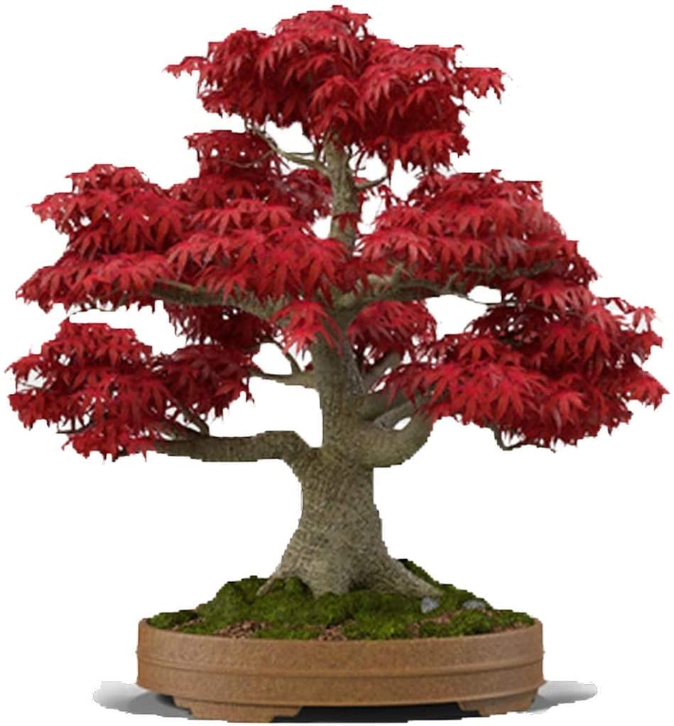 Japanese Maple (Acer Palmatum + var)