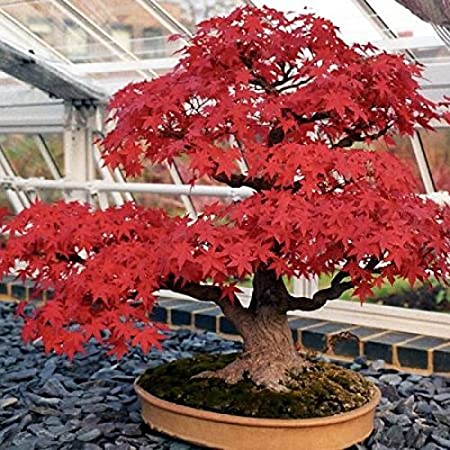 Japanese Maple (Acer Palmatum + var)