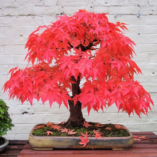 Japanese Maple (Acer Palmatum + var)