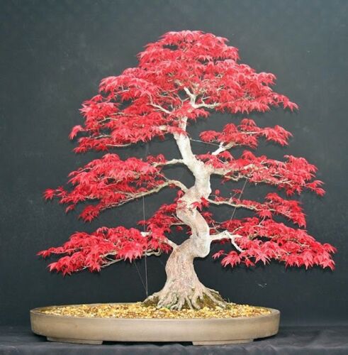 Japanese Maple (Acer Palmatum + var)