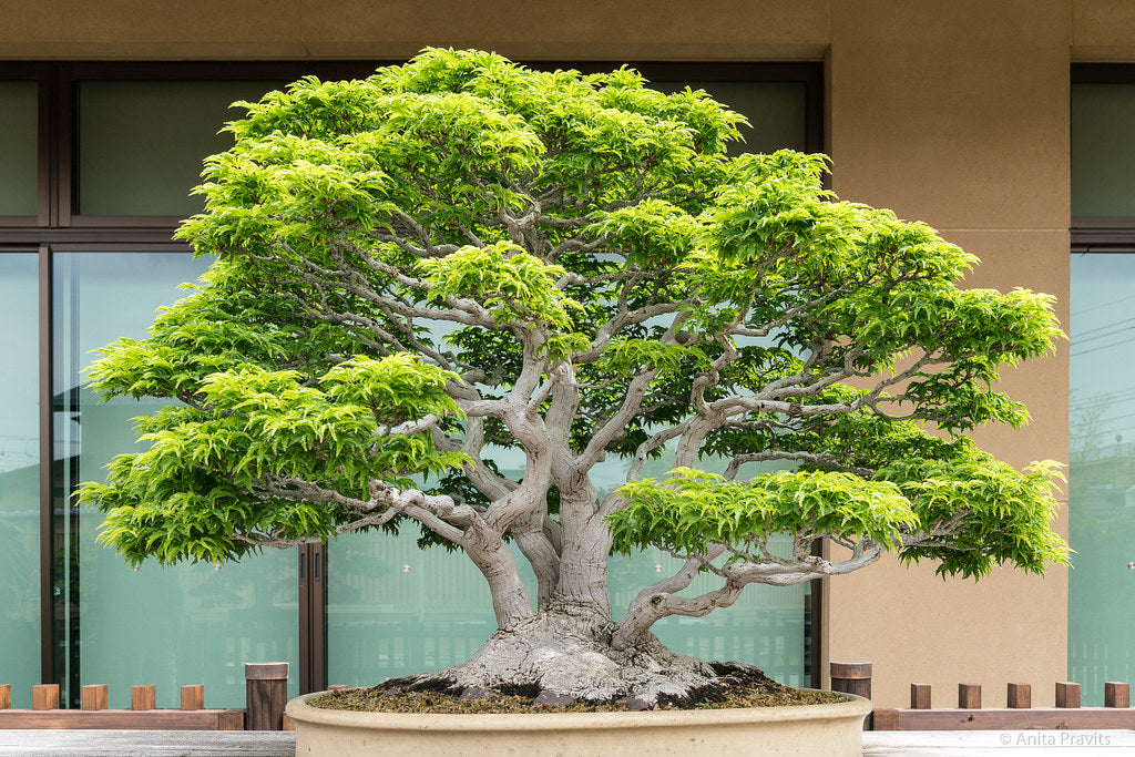 Japanese Maple (Acer Palmatum + var)