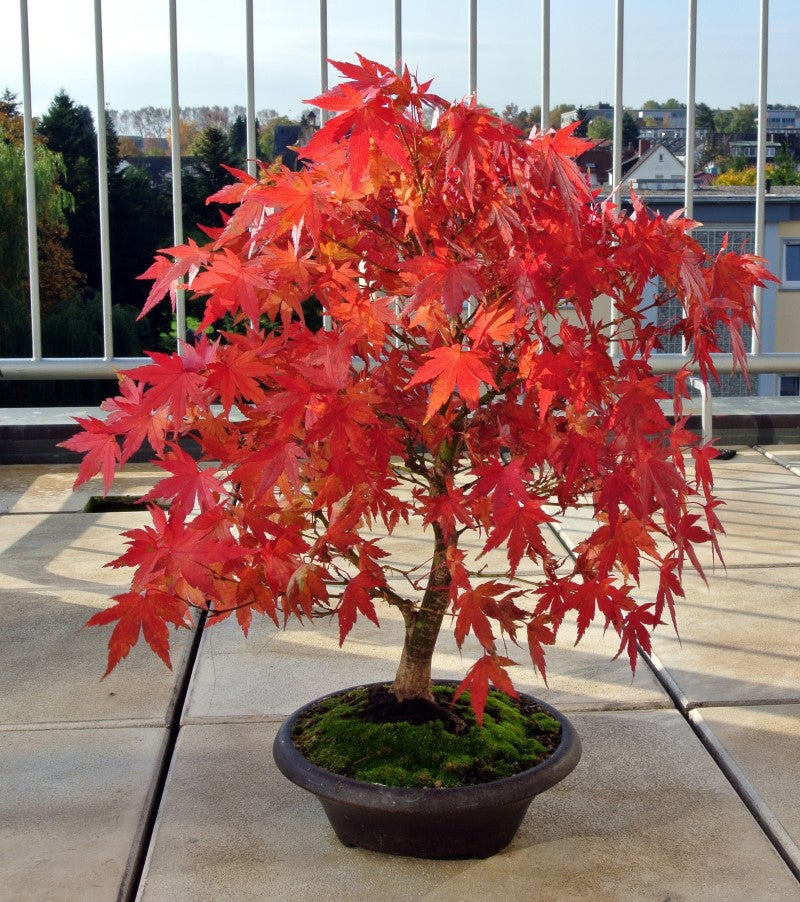 Japanese Maple (Acer Palmatum + var)