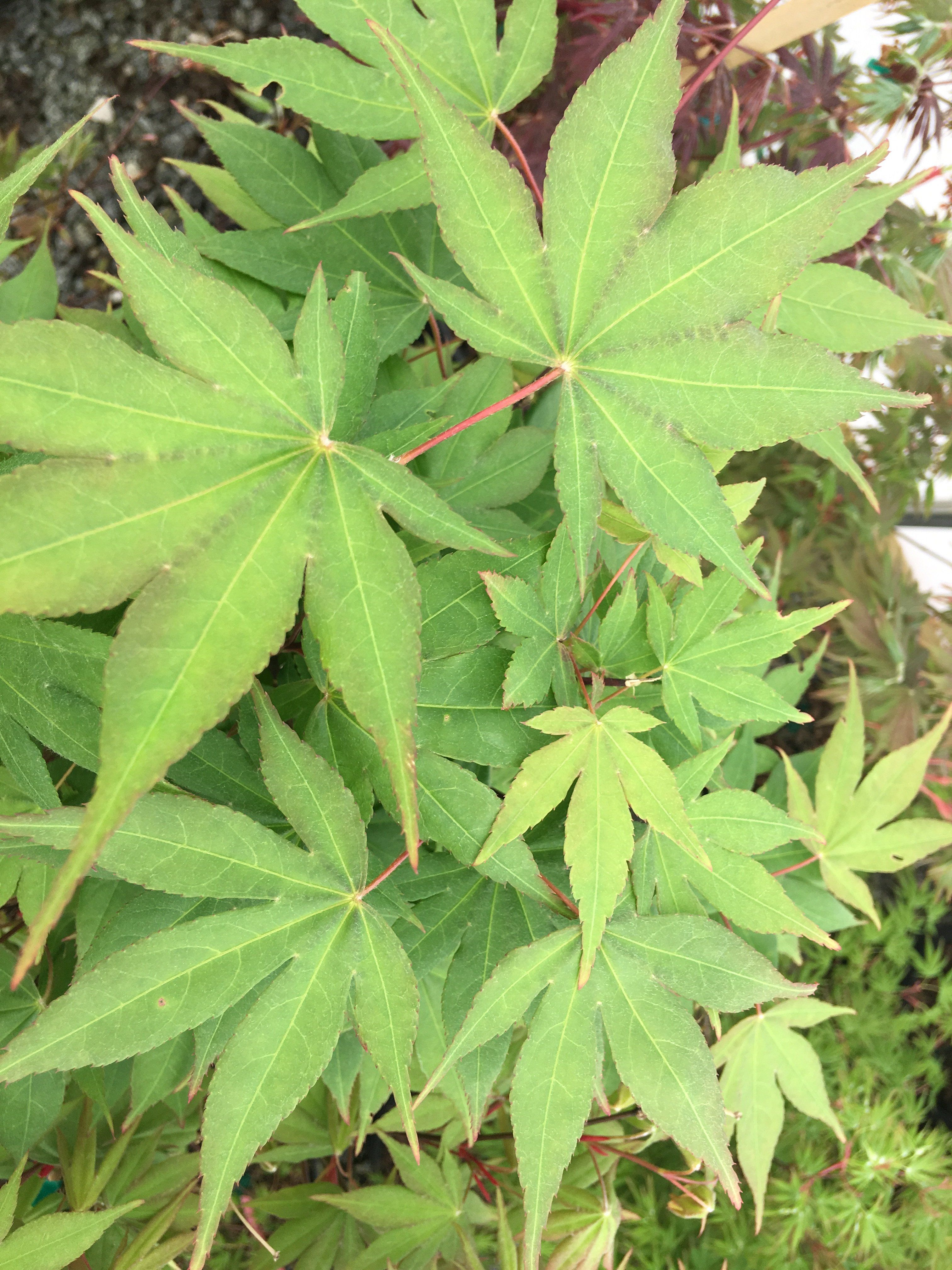 Japanese Maple (Acer Palmatum + var)