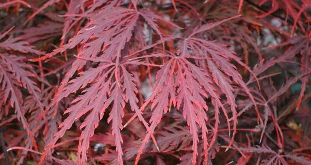 Japanese Maple (Acer Palmatum + var)