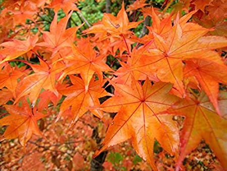 Japanese Maple (Acer Palmatum + var)