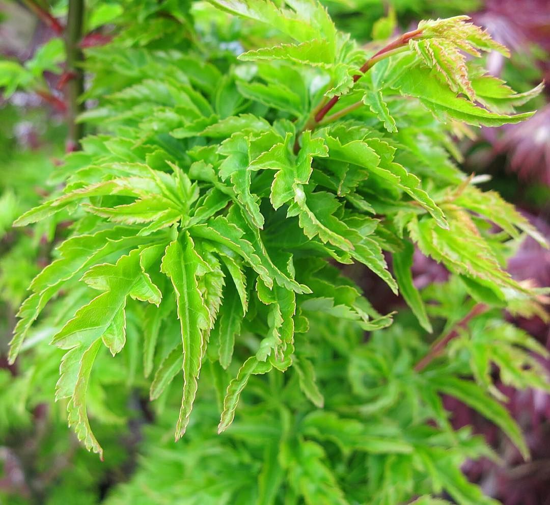 Japanese Maple (Acer Palmatum + var)